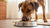 How Much Food Should I Feed My Large Breed Dog?-140659392751