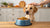How Much Food Should I Feed My Medium Sized Dog? A Comprehensive Guide
