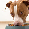 How Much Food Should I Feed My Pitbull Dog? A Comprehensive Guide for Caring Owners