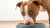 How Much Food Should I Feed My Pitbull Dog? A Comprehensive Guide for Caring Owners-140550308079