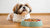 How Much Food Should I Feed My Shih Tzu Dog? A Comprehensive Guide-140659261679