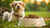 How Much Food Should I Give My Dog Per Day? A Comprehensive Feeding Guide for Pet Owners