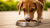 How Much Food Should My 15 lb Dog Eat? A Comprehensive Guide for Pet Owners-140409733359