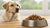 How Much Food Should My 20 Pound Dog Eat?