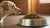 How Much Food Should My 50 lb Dog Eat? A Comprehensive Guide-140138873071