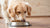 How Much Food Should My 80 lb Dog Eat? A Comprehensive Guide-140410814703