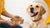 How Much Food Should My Dog Eat Calculator: A Comprehensive Guide for Responsible Pet Owners-140138021103
