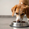 How Much Food Should My Dog Eat Daily? A Comprehensive Guide for Pet Owners
