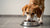 How Much Food Should My Dog Eat Daily? A Comprehensive Guide for Pet Owners