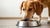 How Much Food Should My Dog Eat in a Day? A Comprehensive Guide for Pet Owners
