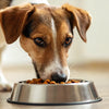 How Much Food Should My Dog Get for Long-Term Health