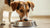 How Much Food Should My Dog Get? A Comprehensive Guide for Pet Owners