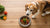How Much Food Should My Senior Dog Eat?