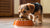 How Much Food Should Small Dogs Eat? A Comprehensive Guide for Pet Owners