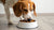 How Much Food Should You Feed a 20 lb Dog: A Comprehensive Guide for Pet Owners-140651102447