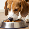 How Much Food Should You Feed a 20 lb Dog? Understanding the Nutritional Needs of Your Canine Companion
