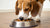 How Much Food Should You Feed a 20 lb Dog? Understanding the Nutritional Needs of Your Canine Companion-140855443695