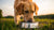 How Much Food Should You Feed a 30 lb Dog? A Comprehensive Guide