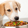 How Much Food Should You Feed a 30 lb Dog? A Comprehensive Guide for Responsible Pet Owners