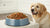 How Much Food Should You Feed a 40 lb Dog: A Comprehensive Guide-140651692271