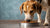 How Much Food Should You Feed a 50-Pound Dog? An In-Depth Guide to Healthy Feeding-140652019951