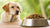 How Much Food Should You Feed a 50lb Dog? A Comprehensive Guide for Pet Owners-140545786095