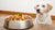 How Much Food Should You Feed a 60 lb Dog: A Comprehensive Guide