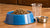 How Much Food Should You Feed a 60-Pound Dog?