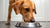 How Much Food Should You Feed a 65 lb Dog? A Comprehensive Guide for Pet Owners-140855705839