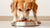 How Much Food Should You Feed a 70 lb Dog?-140548047087