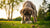 How Much Food Should You Feed a 90 lb Dog? A Comprehensive Guide-140658082031