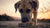 How Much Food Should You Feed a Large Dog: An Owner's Guide