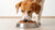 How Much Food Should You Feed a Medium-Sized Dog? A Comprehensive Guide-140651167983