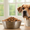 How Much Food Should You Feed Your 45 lb Dog? A Comprehensive Guide