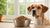 How Much Food Should You Feed Your 45 lb Dog? A Comprehensive Guide