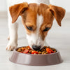 How Much Food to Feed a Small Dog