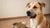 How Much Food to Feed a 100 lb Dog: A Comprehensive Guide for Pet Owners