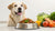 How Much Food to Feed a 100 Pound Dog: A Comprehensive Guide-140550570223