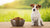 How Much Food to Feed a 12 lb Dog: A Comprehensive Guide for Dog Owners