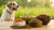 How Much Food to Feed a 15-Pound Dog: A Comprehensive Guide-140651036911