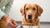 How Much Food to Feed a 30 lb Dog: A Comprehensive Guide for Pet Owners