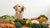 How Much Food to Feed a 40 lb Dog: A Comprehensive Guide for Pet Owners