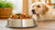 How Much Food to Feed a 50 Pound Dog: A Comprehensive Guide to Proper Nutrition-140656312559