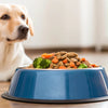 How Much Food to Feed a 60 lb Dog: An In-Depth Guide for Pet Owners
