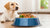 How Much Food to Feed a 60 lb Dog: An In-Depth Guide for Pet Owners