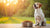 How Much Food to Feed a 60 Pound Dog: The Ultimate Guide for Dog Owners