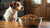 How Much Food to Feed a 65 Pound Dog: Essential Guidelines for Dog Owners-140548079855