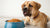 How Much Food to Feed a 70 lb Dog: A Comprehensive Guide for Pet Owners-140657721583