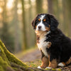 How Much Food to Feed a Bernese Mountain Dog Puppy: A Comprehensive Guide