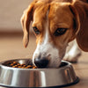 How Much Food to Feed a Dog: A Comprehensive Guide for Pet Owners